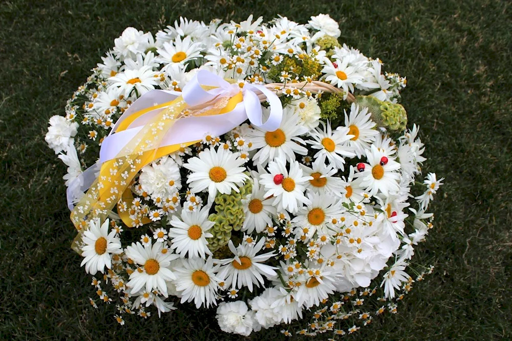 Chamomile bouquet