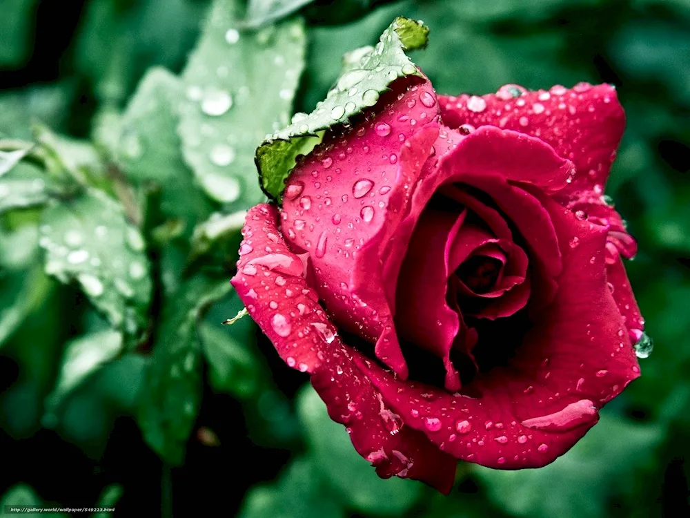 Rose red and white