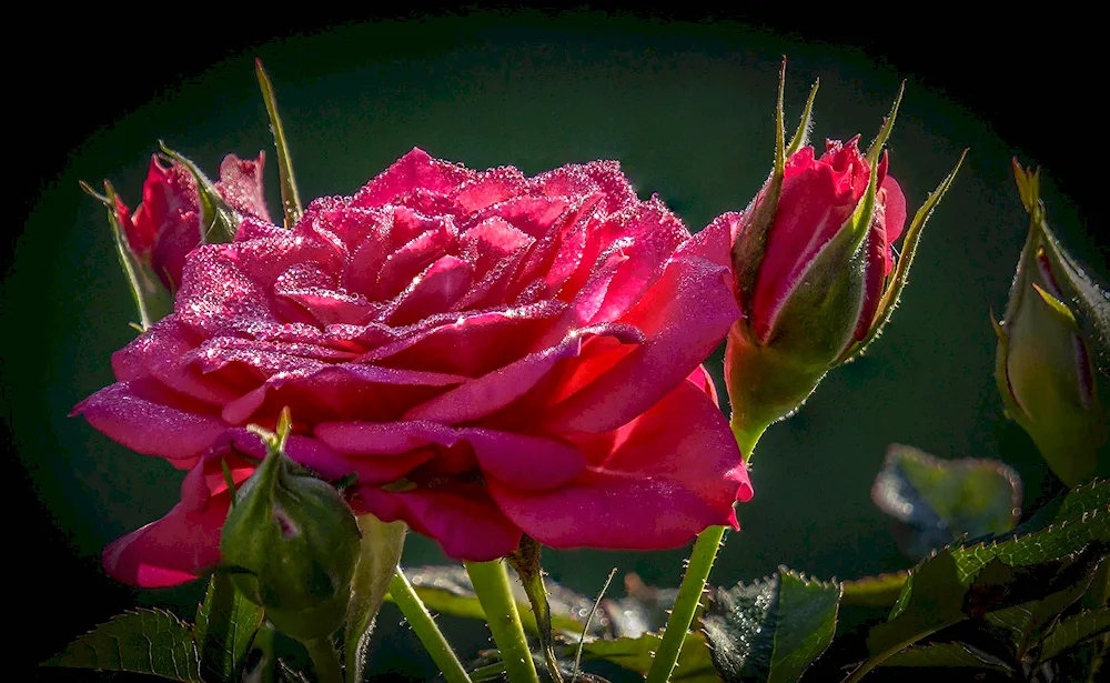 Rose in rose