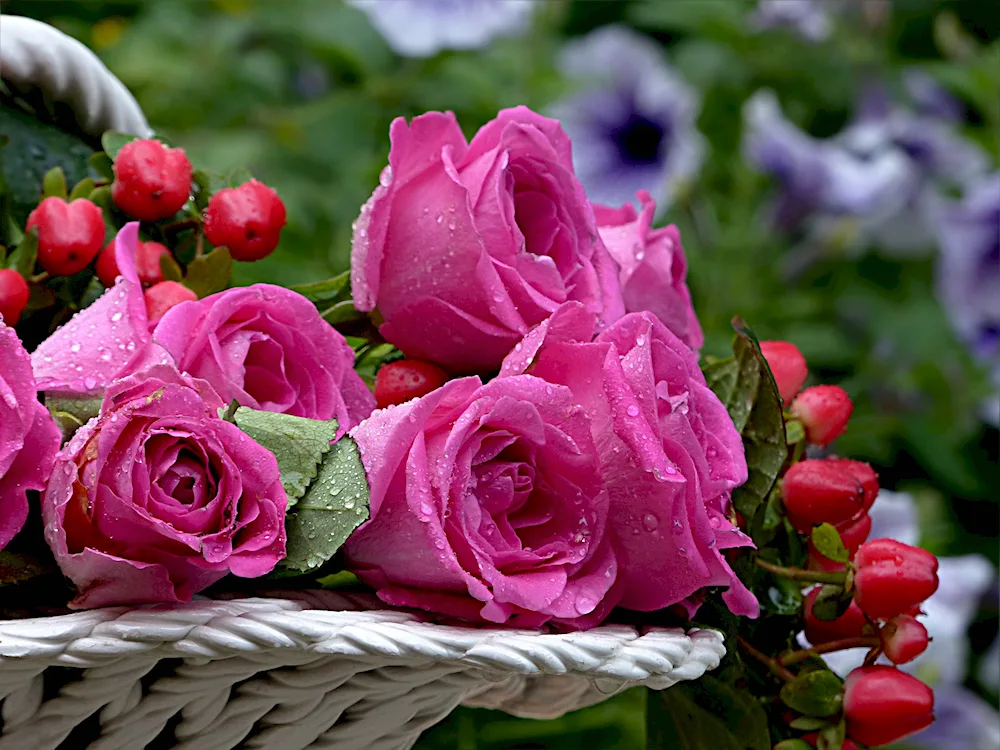 Beautiful roses