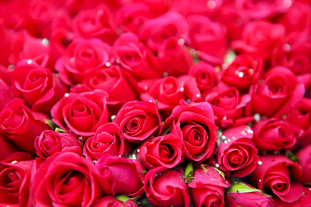 Beautiful roses