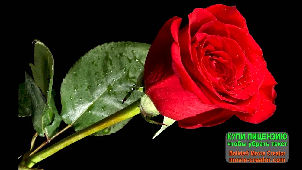 Red rose