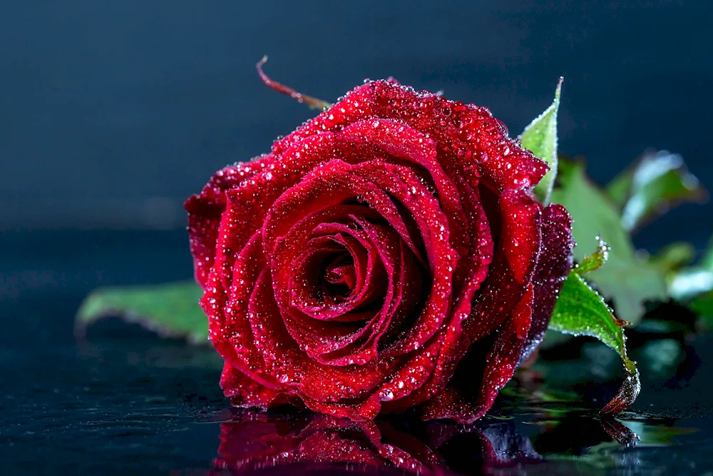 Unusual roses