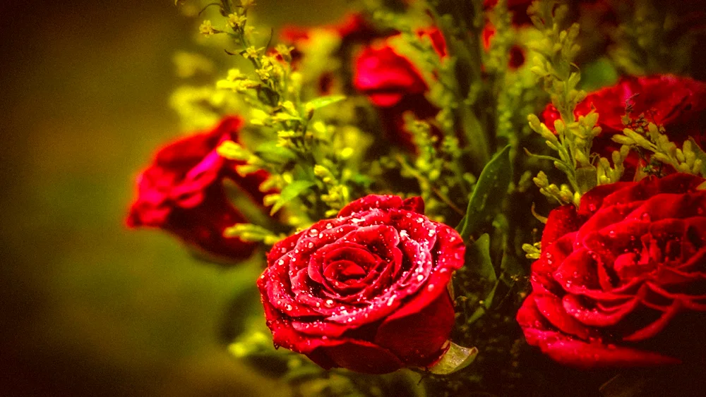 Beautiful Roses
