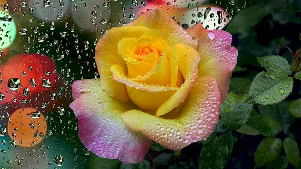 Dewdrops rose