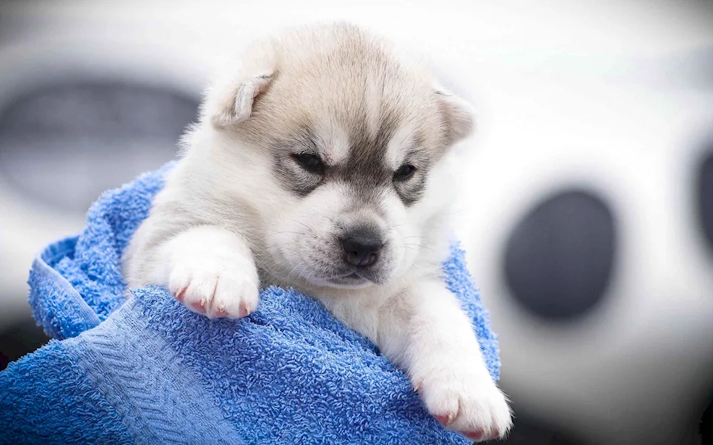 Siberian husky