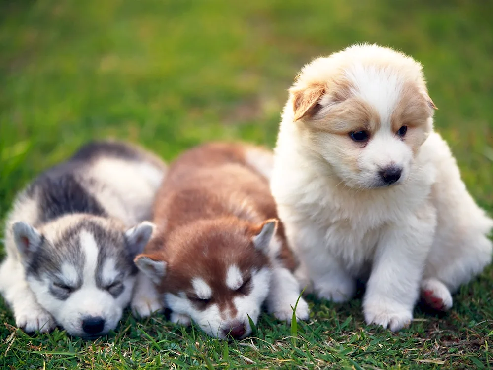 Beagle puppies