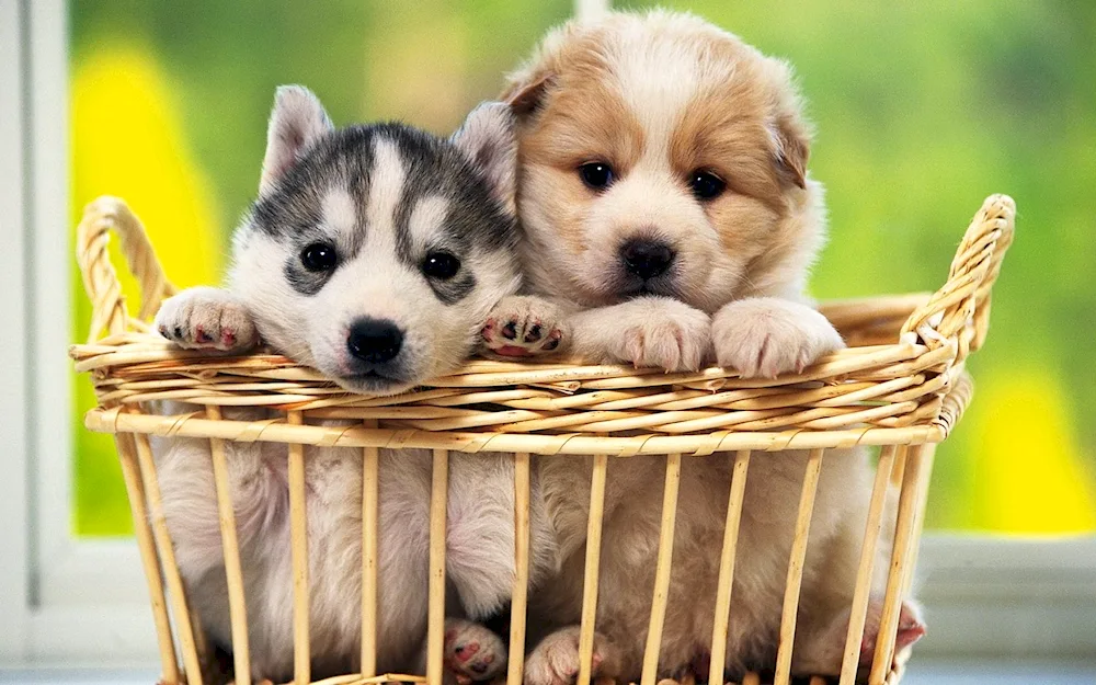 Beautiful puppies