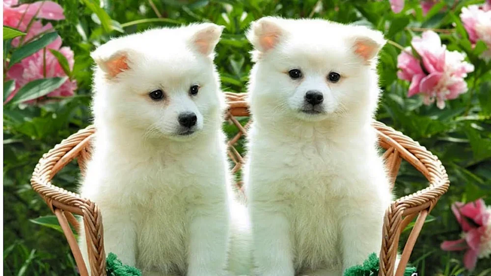 Beautiful puppies