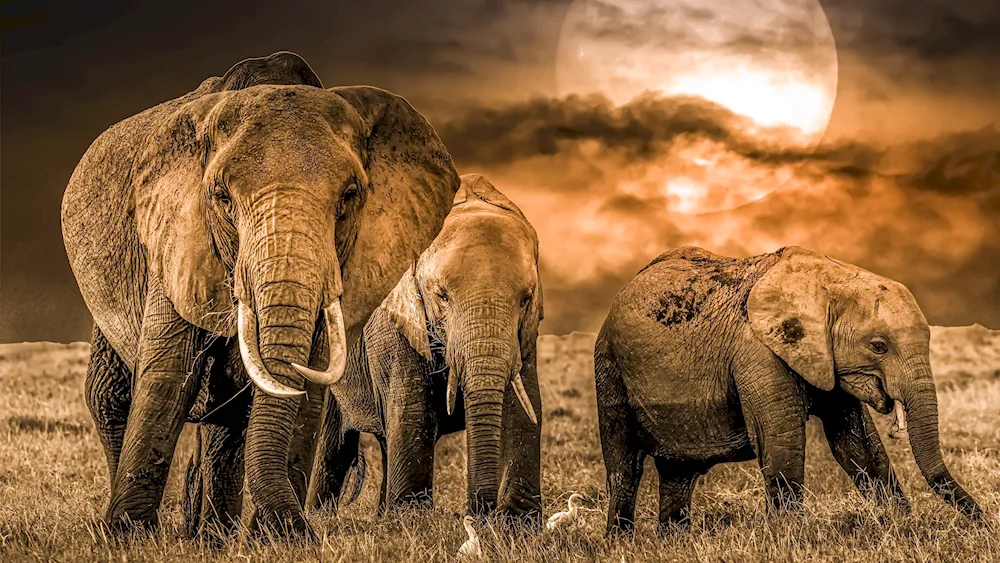 Beautiful elephants