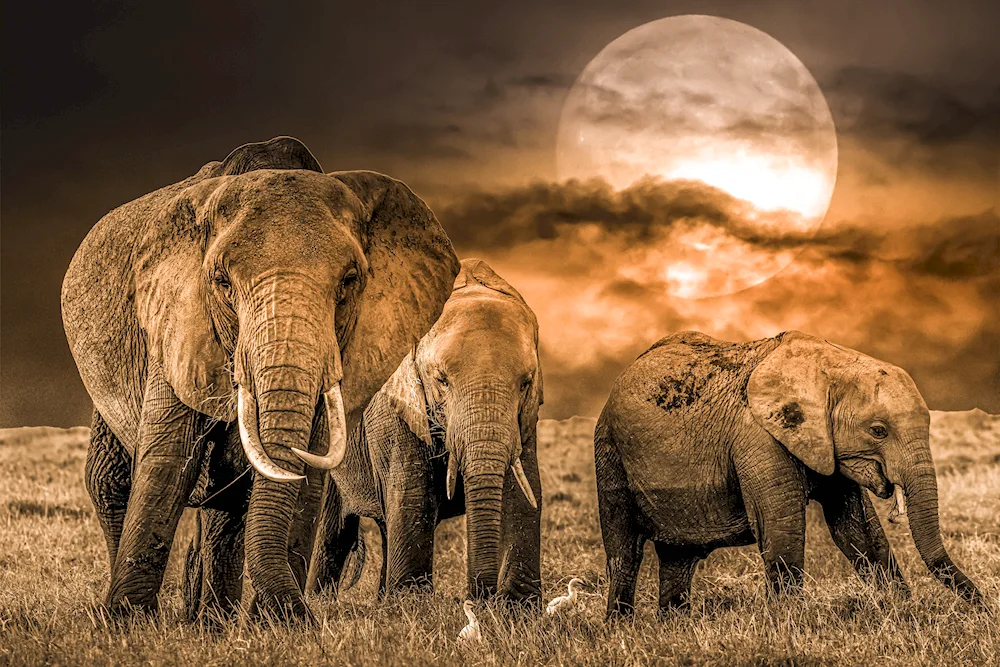 Beautiful elephants