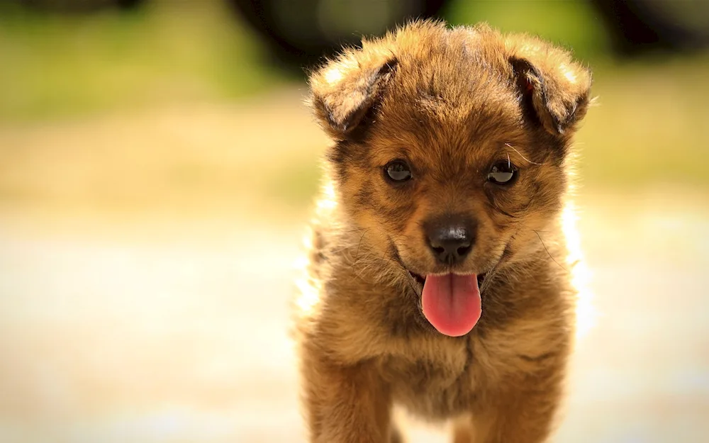 Corgi puppy