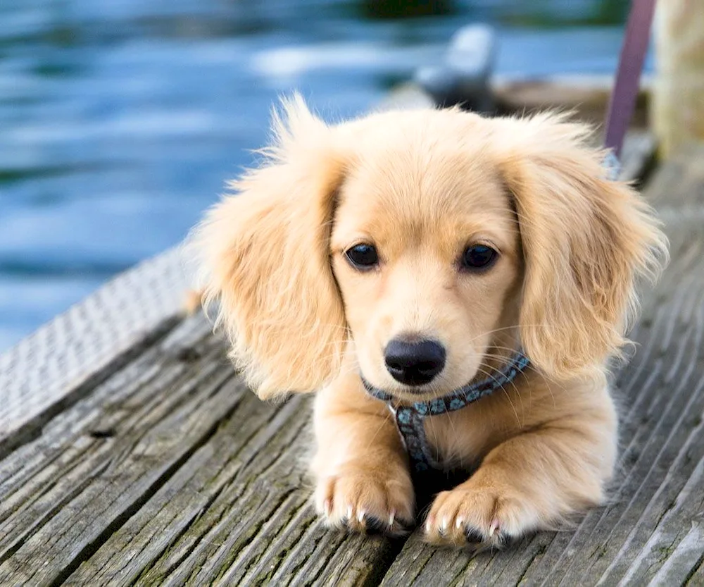 Beautiful dogs