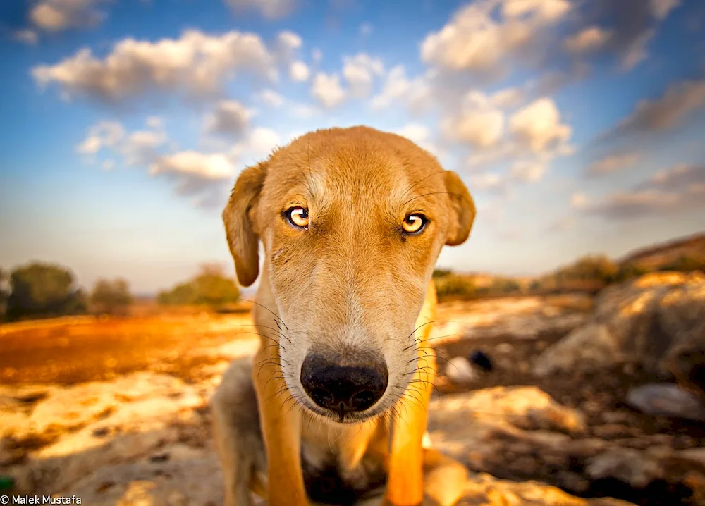 Mongrel terrier