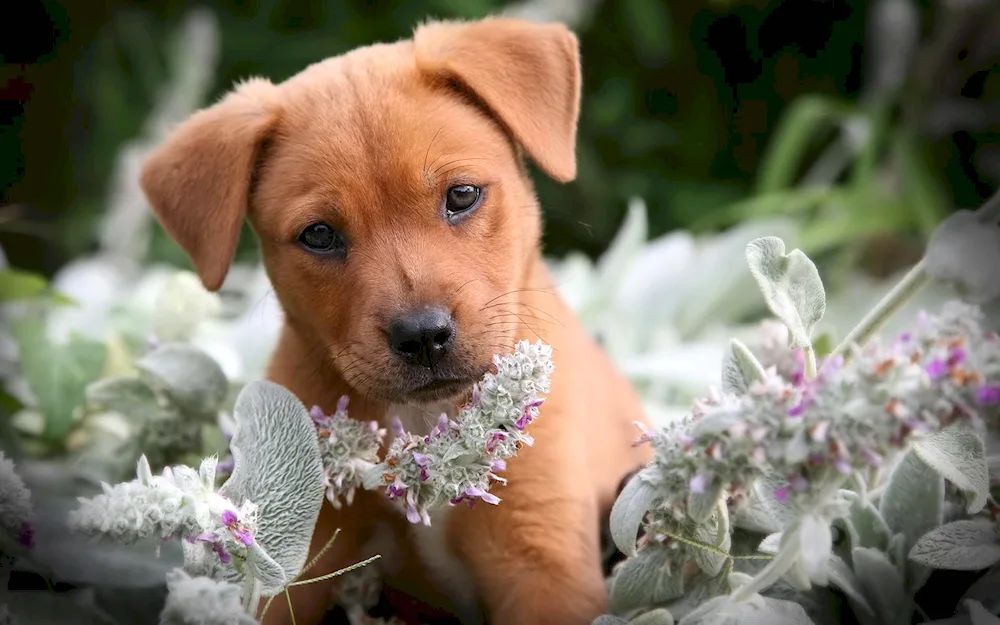 Colour dogs