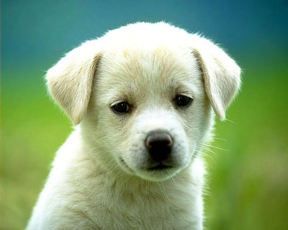 Samoyed golden retriever dog