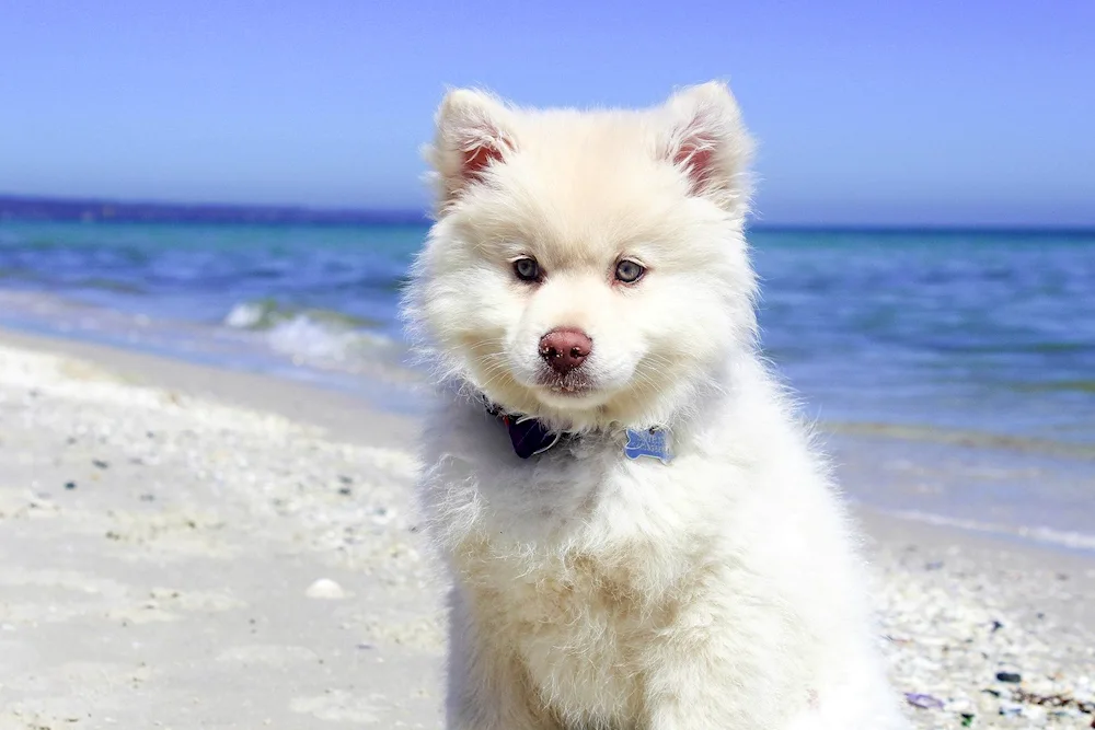 Welsh Spitz