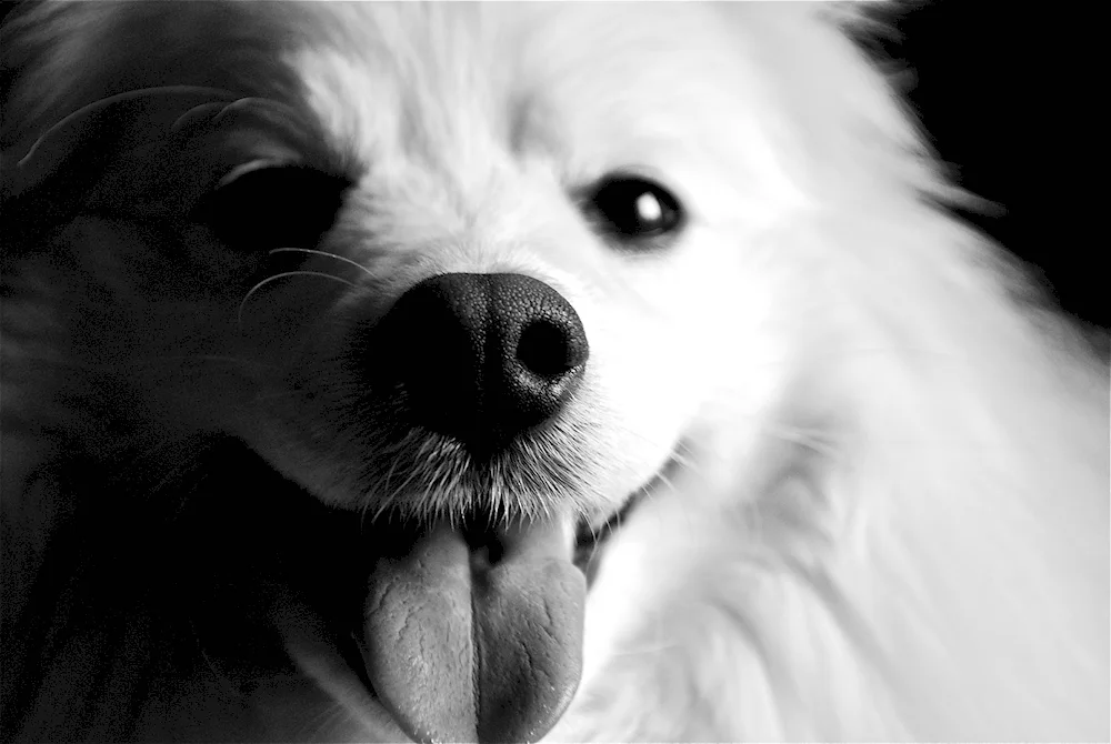 Pomeranian Dwarf Spitz black