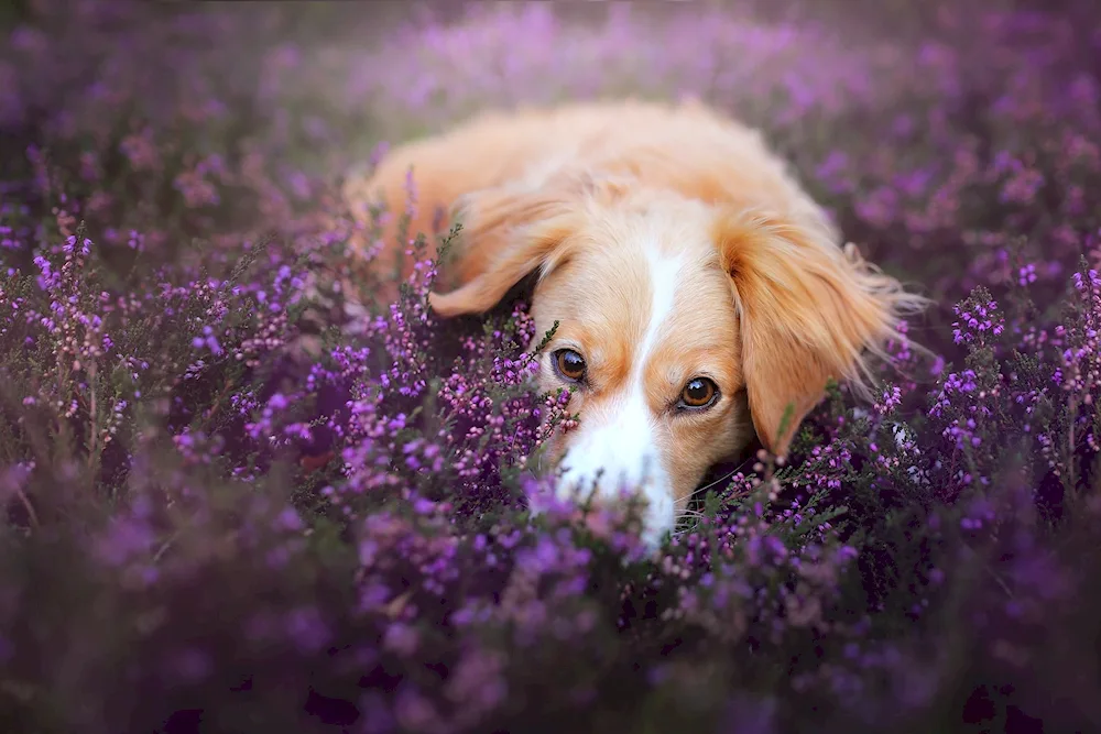 Corgi chihuahua