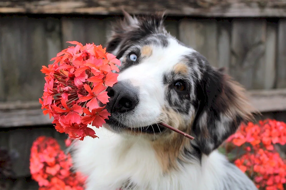 Border collie