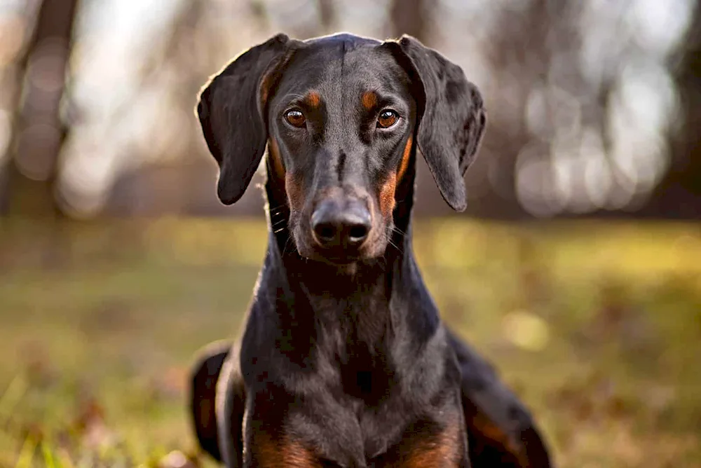 Beautiful dogs Doberman