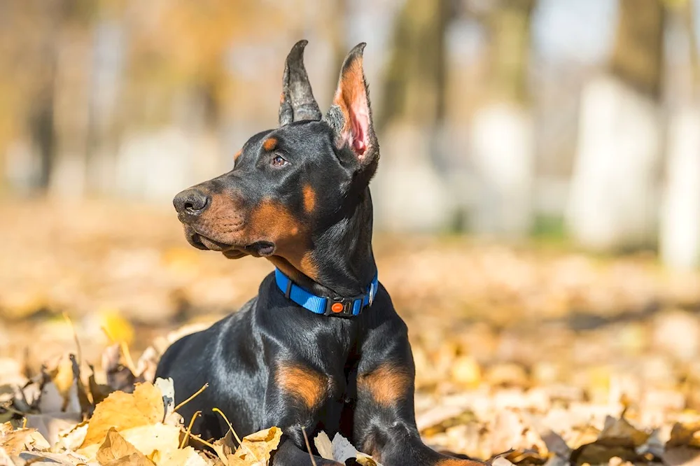 Doberman