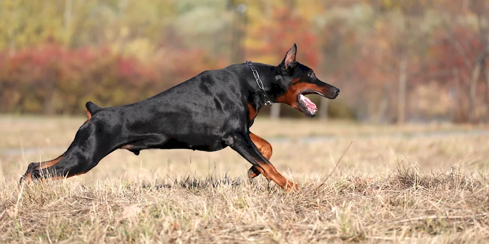 Doberman dog