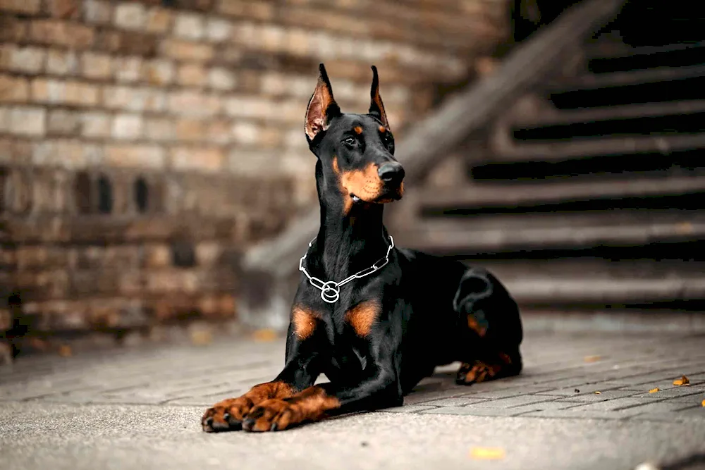 Doberman-. Chocolate