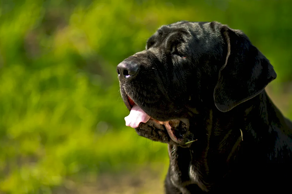 Beautiful Large Breed Dogs