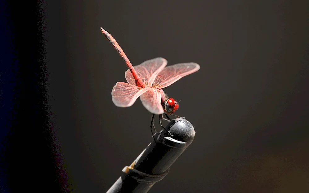 Braconfly for children