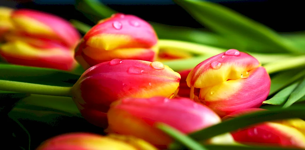 Beautiful tulips