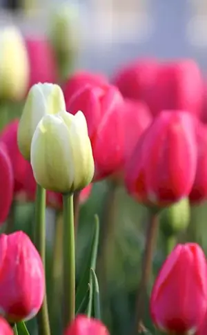 Beautiful tulips