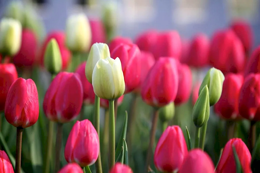 Beautiful tulips