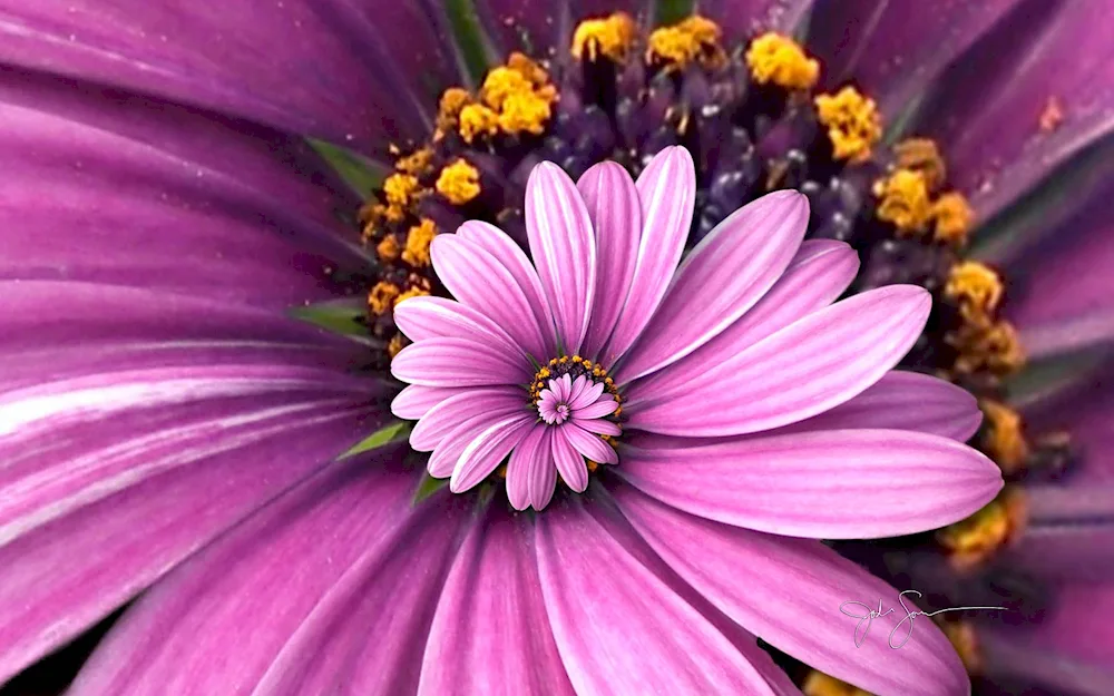 Beautiful flowers