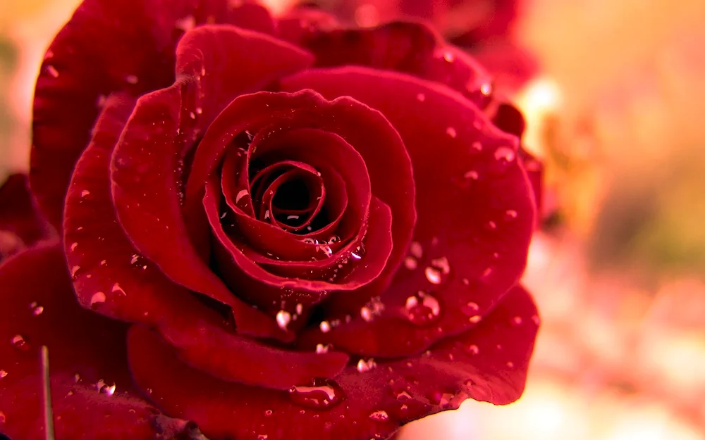 Beautiful Flowers