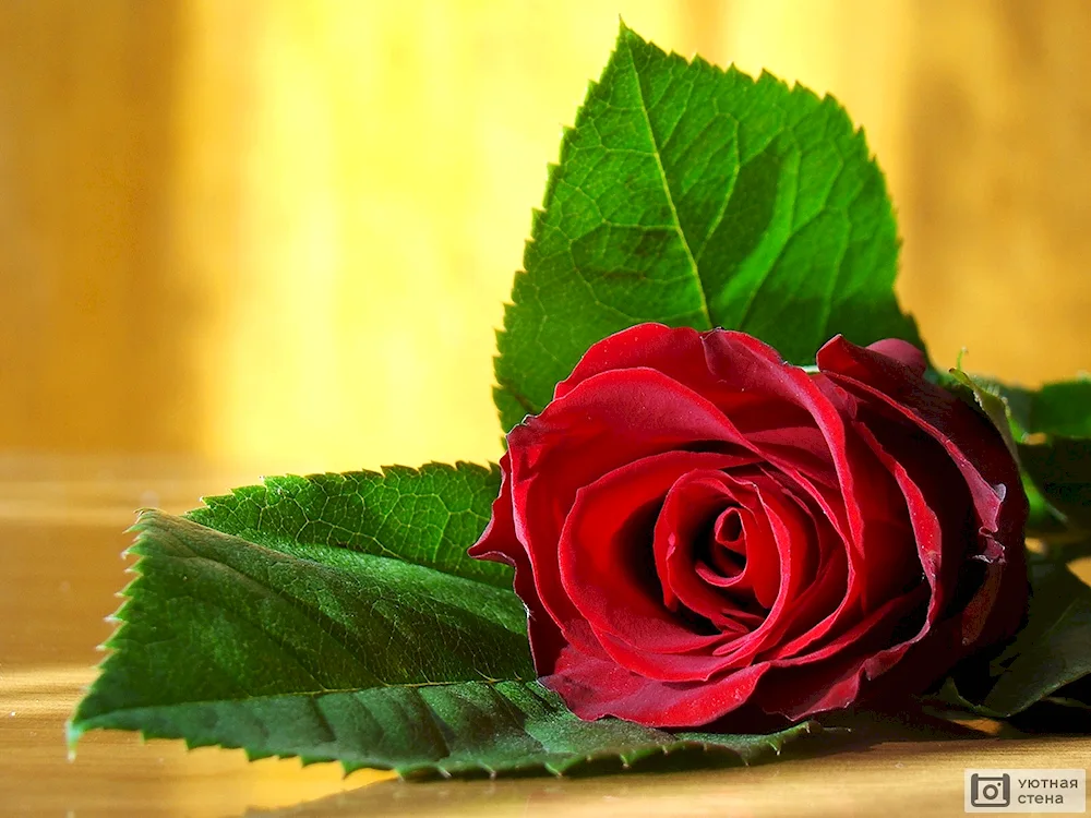 Beautiful Flowers