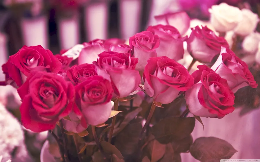 Beautiful roses