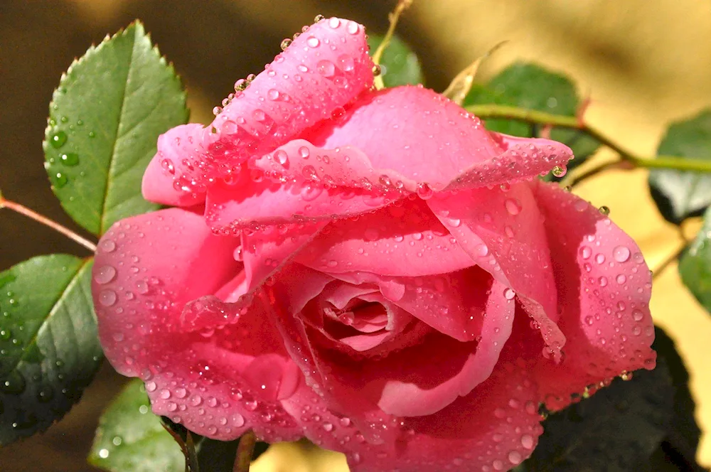 Red flower
