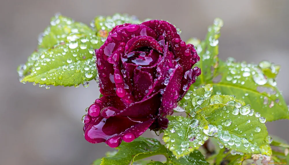 Rose Flover