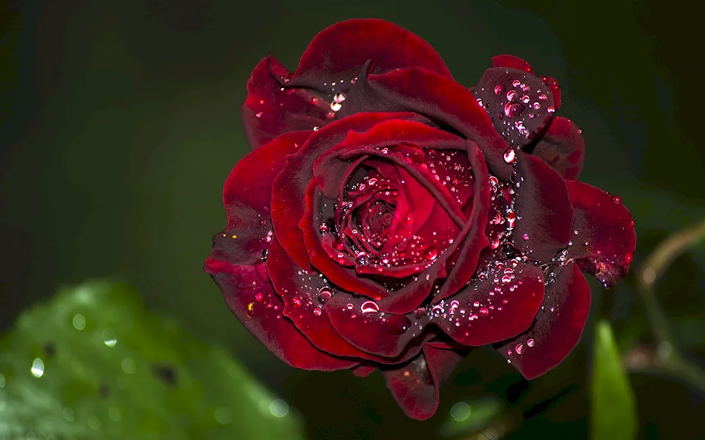 Rose flowers