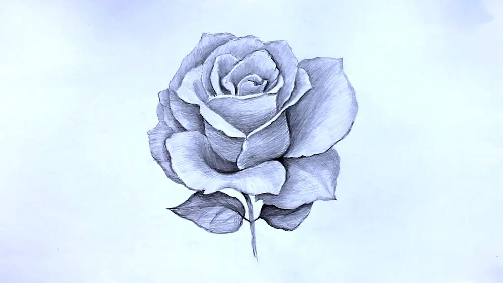Beautiful flowers pencil drawing