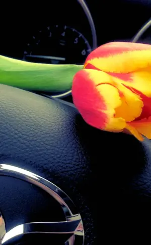 Beautiful flowers in the car