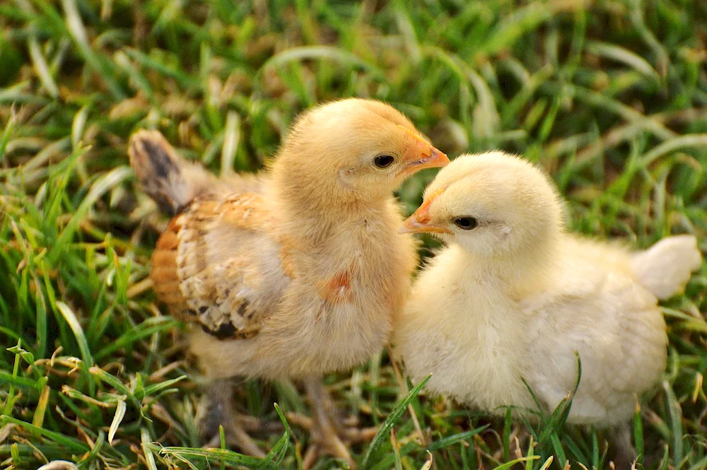 Peking Bentham chickens