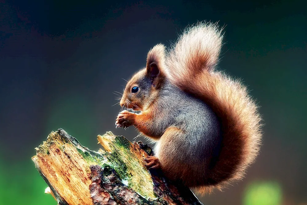 Cute squirrel