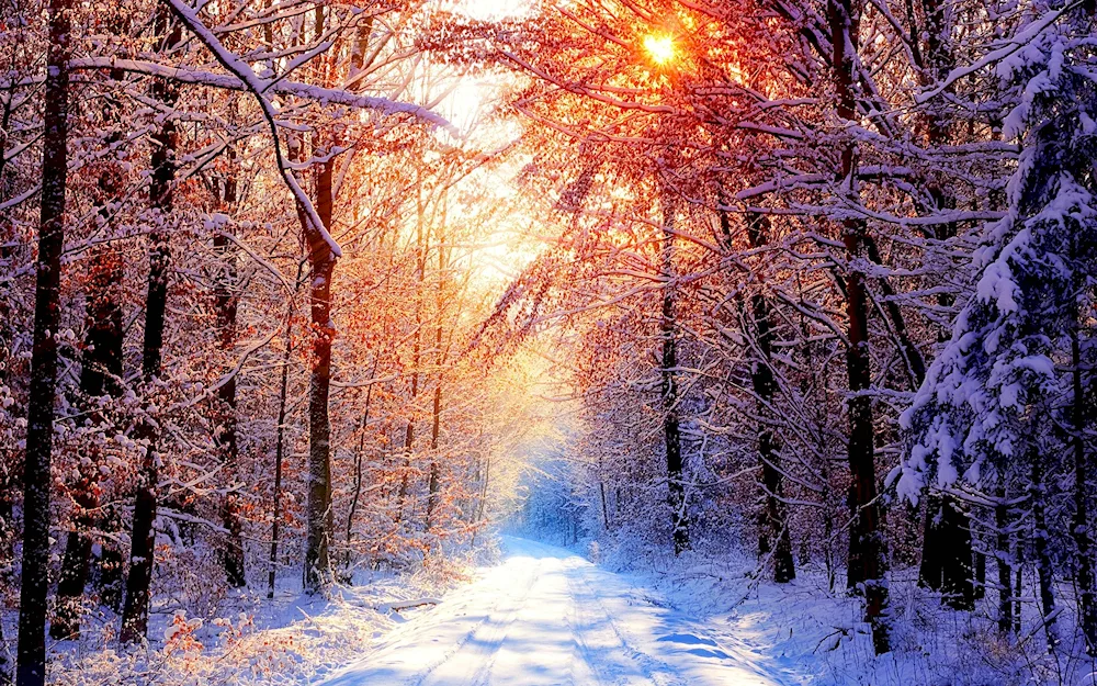 Beautiful winter