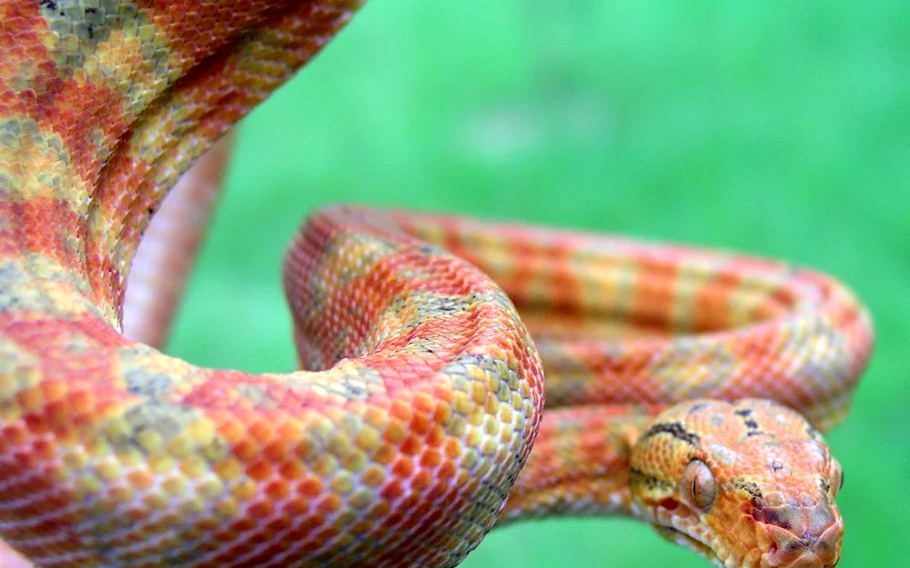 Beautiful snakes