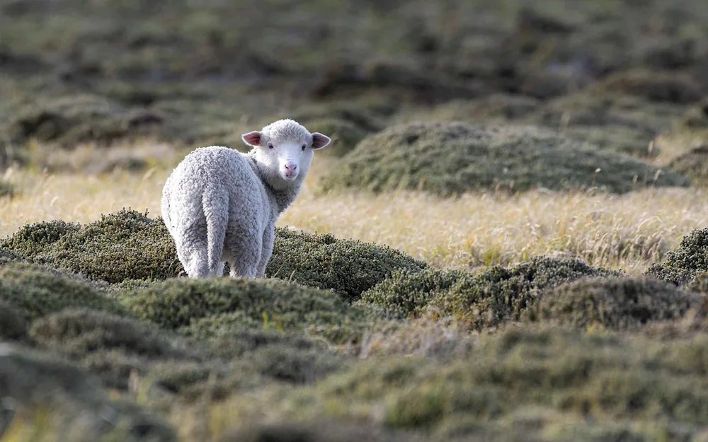 Sheep in the mountains