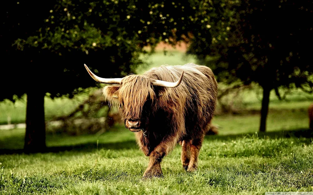 Head of a bull