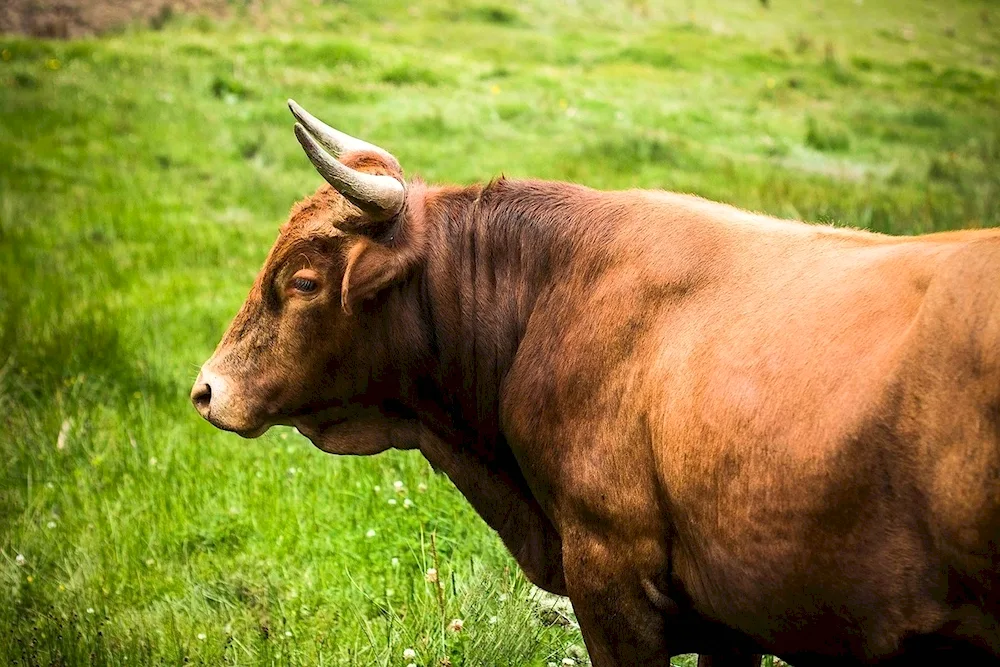 Brown Highland Bull