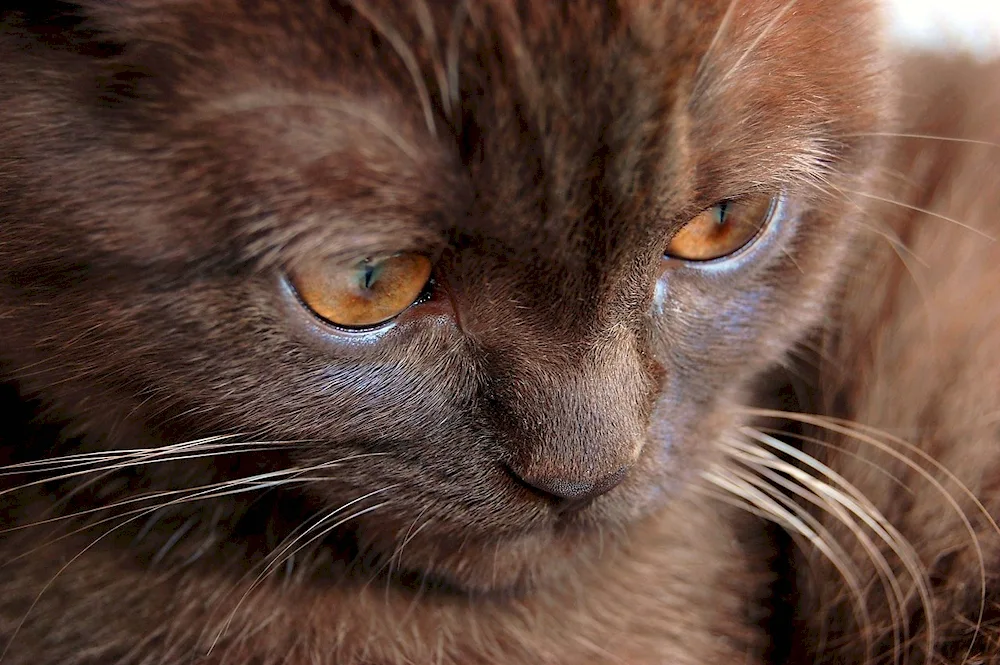 Beautiful brown cat